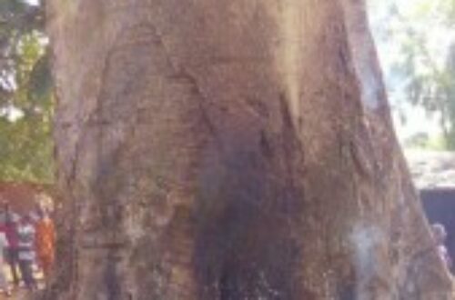 Article : BENIN: Fait insolite dans la ville d’Abomey, un arbre se met à consumer spontanément de l’intérieur.